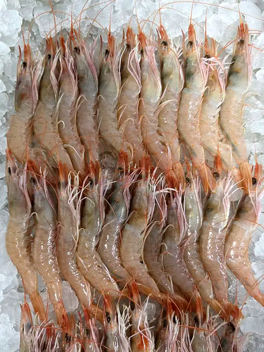 Gambas blancas frescas en crudo colocadas sobre hielo picado | Olémarisco