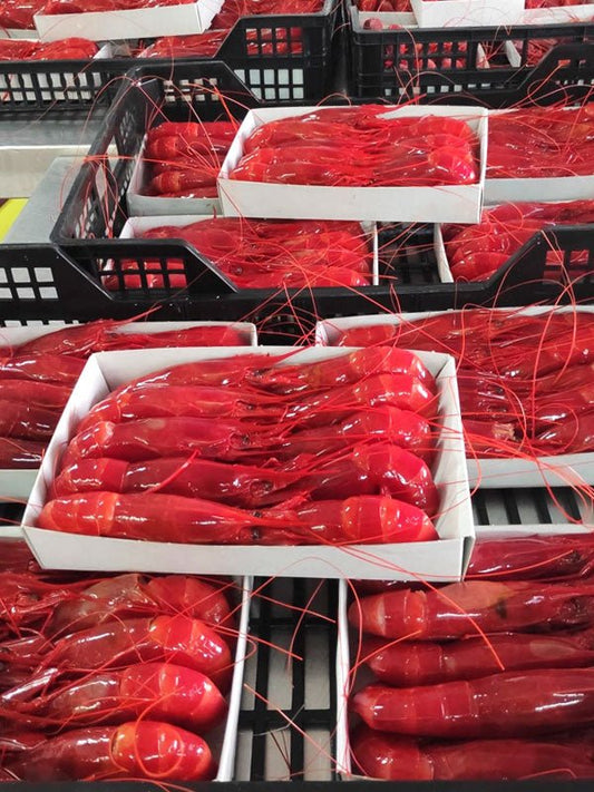 Carabineros frescos Brillantes de Huelva