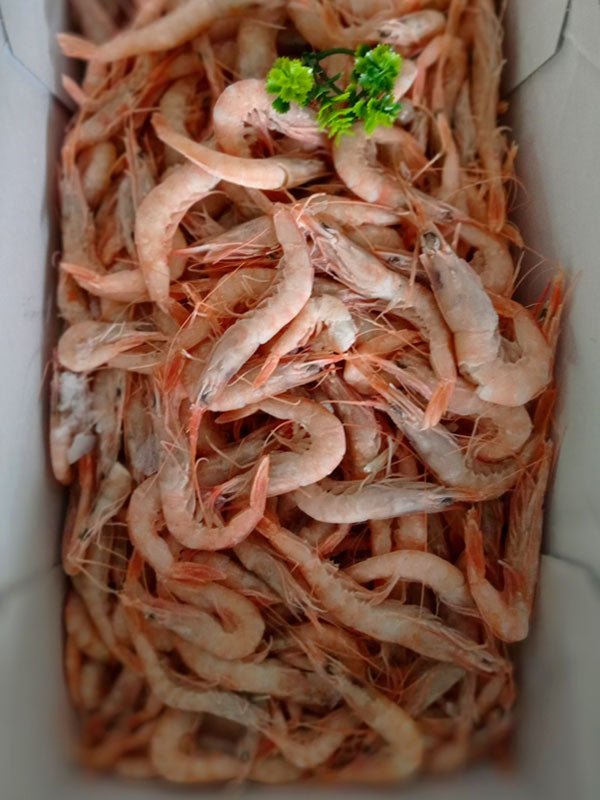 Gamba Arrocera