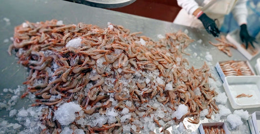 Gamba blanca fresca seleccionada a mano en Olémarisco, Huelva