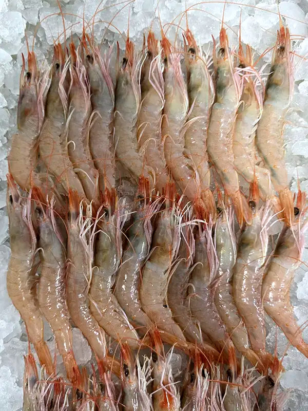 Gambas blancas frescas en crudo colocadas sobre hielo picado | Olémarisco